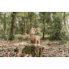 Little Dutch - przytulanka mała sarenka Fairy Garden (LD9003) • 0 mc+